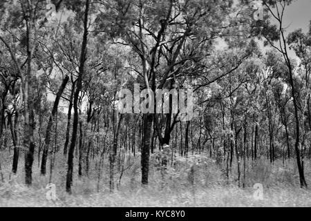 Ackerland und Bush in der Nähe von Clairview, Eukalyptus dominiert Trocken sclerophyll Wald in Schwarz und Weiß, Clairview, Queensland, Australien Stockfoto