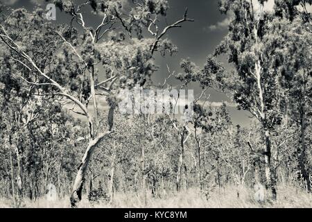 Ackerland und Bush in der Nähe von Clairview, Eukalyptus dominiert Trocken sclerophyll Wald in Schwarz und Weiß, Clairview, Queensland, Australien Stockfoto