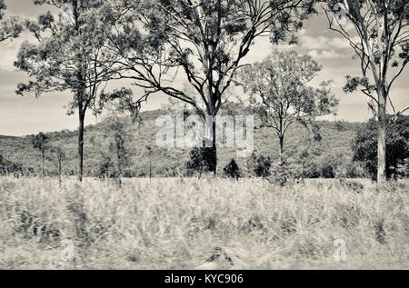 Ackerland und Bush in der Nähe von Clairview, Eukalyptus dominiert Trocken sclerophyll Wald in Schwarz und Weiß, Clairview, Queensland, Australien Stockfoto