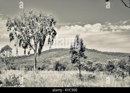 Ackerland und Bush in der Nähe von Clairview, Eukalyptus dominiert Trocken sclerophyll Wald in Schwarz und Weiß, Clairview, Queensland, Australien Stockfoto