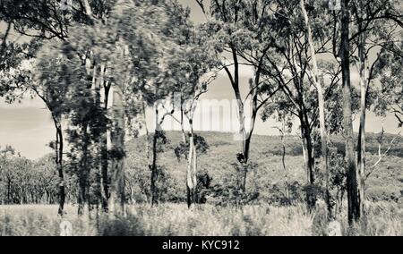 Ackerland und Bush in der Nähe von Clairview, Eukalyptus dominiert Trocken sclerophyll Wald in Schwarz und Weiß, Clairview, Queensland, Australien Stockfoto