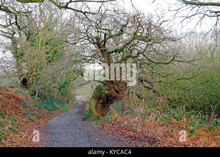 Ein öffentlicher Weg mit Winter Laub zu Salhouse Broad in den Norfolk Broads an Salhouse, Norfolk, England, Vereinigtes Königreich, Europa. Stockfoto