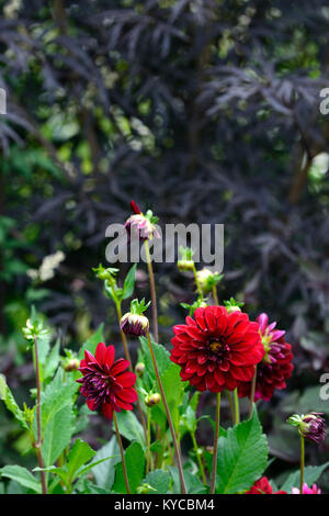 Dahlie admiral Rawlings, Lila, Blüte, Blumen, Blüte, groß, Dahlien, Dahlie, Sambucus nigra porphyrophylla Eva, Schwarzer Holunder, Syn-schwarze Spitze, Kontrast, zurück Stockfoto