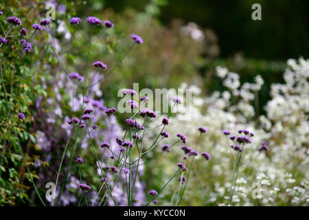 Verbena bonariensis, hohe, mehrjährige, Lila, Blüte, Blumen, Pflanzen, prairie Stil, RM Floral Stockfoto