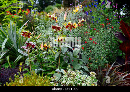 Lilium Scheherazade, Orienpet Lily Scheherazade, Salvia patens Enzian Salbei salvia Silas Dyson, bunte Pelargonium, Töpfe, Behälter, Garten, Terrasse, Mischung Stockfoto