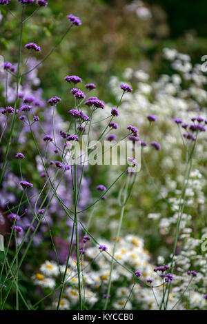 Verbena bonariensis, hohe, mehrjährige, Lila, Blüte, Blumen, Pflanzen, prairie Stil, RM Floral Stockfoto