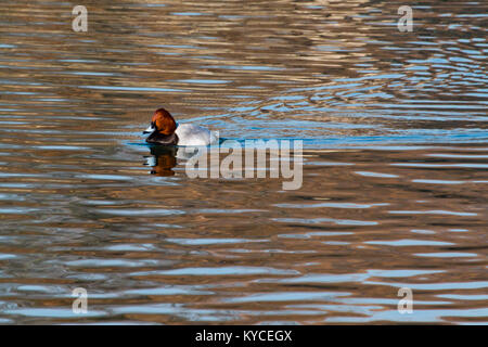 Eine gemeinsame Pochard Enten schwimmen im Burggraben der Burg Osaka Stockfoto