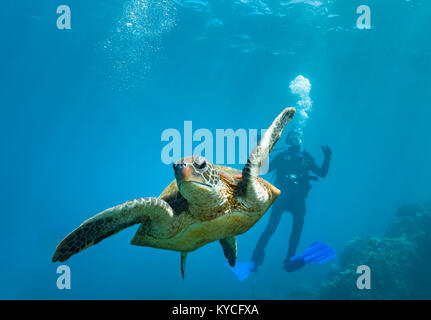 Grüne Schildkröte und Taucher Coral Bay, Western Australia Stockfoto