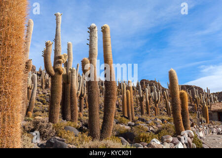Aitiplano, Kaktus Island. Solar de Uyuni in Bolivien Stockfoto