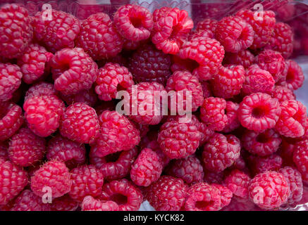 Himbeere. Frische organische Himbeeren Obst. Himbeere als Hintergrund. Selektiver Fokus. Früchte Hintergrund. Himbeer Hintergrund. Stockfoto