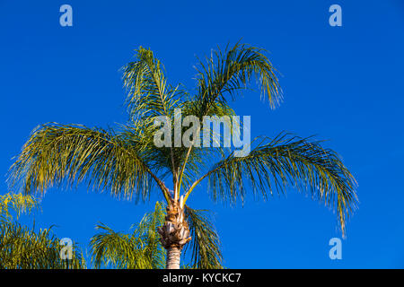 Auf der Suche auf eine grüne Palme gegen den tiefblauen Himmel Stockfoto