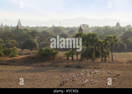 Blick auf vielen Tempeln und Pagoden und Herde von Ziegen in die alte Ebene von Bagan in Myanmar (Burma), an einem sonnigen Morgen. Stockfoto