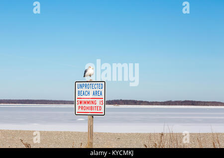 Seagull sitzen auf einem Schild auf Steueroasen Strand Sag Harbor, NY Stockfoto