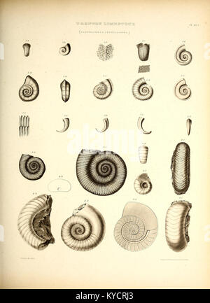 Diese Arbeit untersucht die Paläontologie New Yorks, indem sie Fossilienfunde und prähistorisches Leben detailliert beschreibt und zu geologischen und naturhistorischen Studien beiträgt. Stockfoto