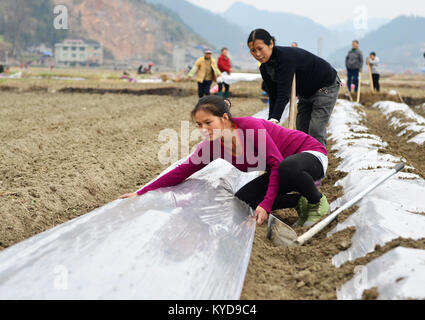 Qiandongnan der chinesischen Provinz Guizhou. 14 Jan, 2018. Famers arbeiten in einem essbaren Pilz Feld am Nanming Cenge Dorf in der Gemeinde, die in der Grafschaft, Jianhe Qiandongnan Miao und Dong Autonomen Präfektur, Südwesten Chinas Provinz Guizhou, 14.01.2018. Credit: Yang Wenbin/Xinhua/Alamy leben Nachrichten Stockfoto