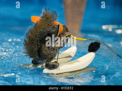 Twiggy Das Wasserski Eichhornchen Stockfotografie Alamy