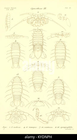 Eine wissenschaftliche Arbeit mit dem Schwerpunkt Cymothoidae, einer Familie parasitärer Isopodenkrebstiere. Sie umfasst taxonomische Beschreibungen, Artenklassifizierung und Illustrationen, die für Meeresbiologie und Zoologie relevant sind. Stockfoto