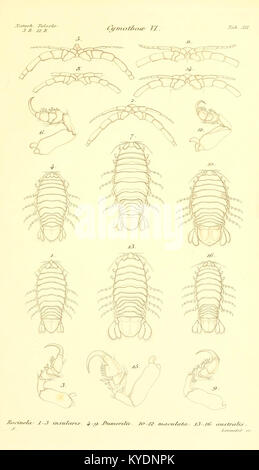 Eine wissenschaftliche Arbeit mit Schwerpunkt auf der Familie der Cymothoidae der Isopoden-Krebstiere, die wissenschaftliche Beschreibungen, Klassifizierungen und Illustrationen von Meeresarten bietet. Stockfoto