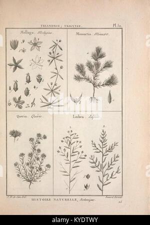 Tableau encyclopédique et méthodique des Trois règnes de la Nature (12459109395) Stockfoto
