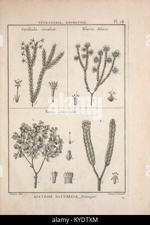 Tableau encyclopédique et méthodique des Trois règnes de la Nature (12459246895) Stockfoto