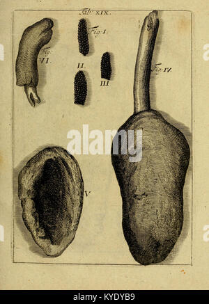 Thesaurus subterraneus Brunsvigii ducatus id est Braunschweig mit-unterirrdischen Schätzen und Seltenheiten der Natur BHL 16109331 Stockfoto