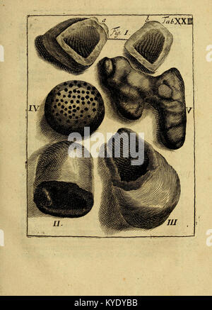 Thesaurus subterraneus Brunsvigii ducatus id est Braunschweig mit-unterirrdischen Schätzen und Seltenheiten der Natur BHL 16109363 Stockfoto