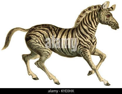 Eine anatomische Illustration aus der „Naturgeschichte der Pferde“, die detaillierte Merkmale der Anatomie des Pferdes darstellt, die für wissenschaftliche Referenz und zoologische Bildung erstellt wurde. Stockfoto