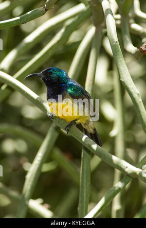 Männliche Variable sunbird (Cinnyris venustus falkensteini) auf einem Zweig, Nairobi, Kenia, Ostafrika Stockfoto