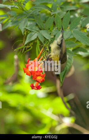 Weibliche Variable sunbird (Cinnyris venustus falkensteini) Fütterung auf Nektar von einer Blume, Nairobi, Kenia, Ostafrika Stockfoto