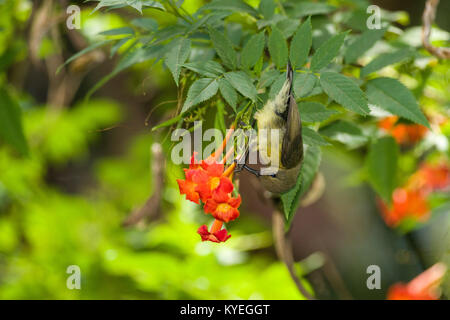 Weibliche Variable sunbird (Cinnyris venustus falkensteini) Fütterung auf Nektar von einer Blume, Nairobi, Kenia, Ostafrika Stockfoto