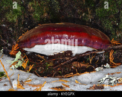 Lingzhi oder Reishi Pilz (Ganoderma Arten) close-up Stockfoto