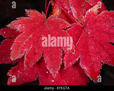 Red frosty Ahornblätter Stockfoto