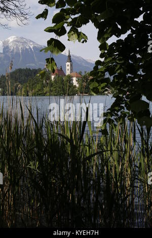 Blick durch Schilf der Insel Kirche am See von Bled Stockfoto