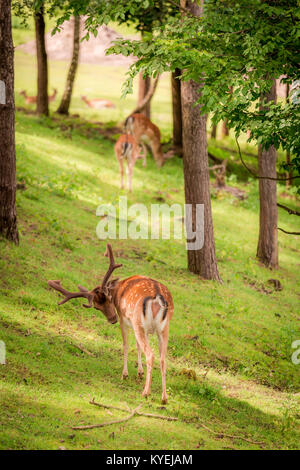 Rehe im sonnigen Wald im Sommer, Polen, Europa Stockfoto