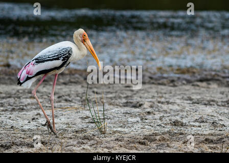 Malte Storch - Mycteria leucocephala, Sri Lanka Die Seen Stockfoto