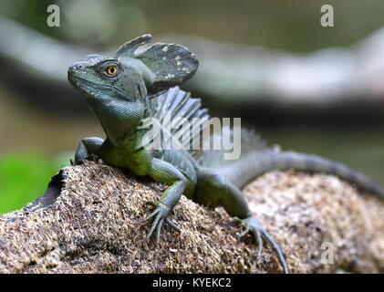 Emerald Basilisk (Basiliscus plumifrons) in Costa Rica Stockfoto