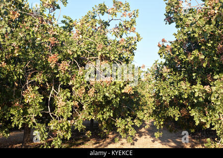 Reihen von Pistazien gesäumt, Muttern im Orchard "Pistacia vera" fällig. Stockfoto