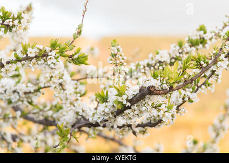 Gelbe Pflaume Niederlassungen in weißen Blüten im Frühjahr gedeckt Stockfoto