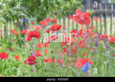 Roter Mohn und blauen Kornblumen Blühen im Garten mit weissen Lattenzaun im Hintergrund Stockfoto