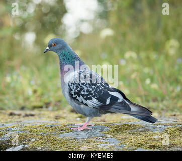 Rock Taube (Columba livia) pecking Essen auf dem Gelände. Stockfoto