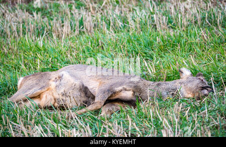 Tote Rehe, Hyla arborea, liegen in Wiese, mit Auge heraus pickten durch Vögel, East Lothian, Schottland, Großbritannien Stockfoto