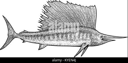 Schwertfisch Abbildung, Zeichnung, Gravur, Tinte, Strichzeichnungen, Vektor Stock Vektor