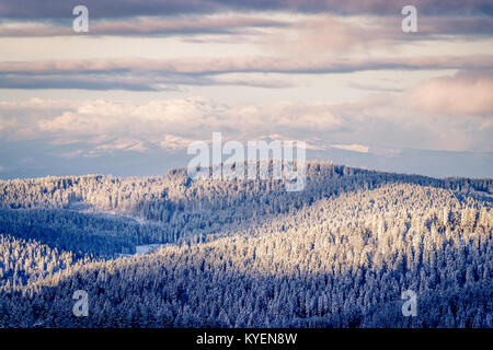 Am frühen Morgen verschneiten Schwarzwald durch die Sonnenstrahlen den Himmel öffnet und die Tannen erwärmt werden mit Schnee bedeckt nach dem da Sturm Stockfoto