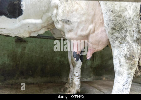 Kuh Euter vor In einer Milchkühen Bauernhof im ländlichen Dorf Rios, Paradela, Provinz Lugo, Galizien, Spanien gemolken werden Stockfoto