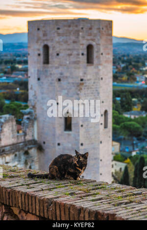 Spello, Perugia, Umbrien. Umbrien das grüne Herz Italiens. Eine schöne Katze bewacht den herrlichen Türme von Minerva, die alten Türen von Spello Stockfoto