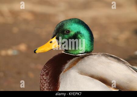 Eine Nahaufnahme auf der grünen Leiter eines männlichen Stockente Anas platyrhynchos Stockfoto