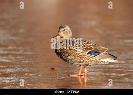 Eine Henne Stockente Anas platyrhynchos stehend auf dem Eis eines zugefrorenen Teich im Winter Stockfoto