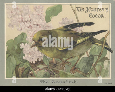 Van Houten's Cocoa, gegründet im 19. Jahrhundert, ist eine bekannte niederländische Marke, die für ihr hochwertiges Kakaopulver bekannt ist, das in Getränken, Backwaren und Desserts verwendet wird. Stockfoto