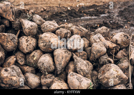 Rübenernte. Stapel der geernteten landwirtschaftlichen Wurzel-ernte im Feld. Selektive konzentrieren. Stockfoto