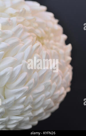 weiße Chrysantheme Stockfoto